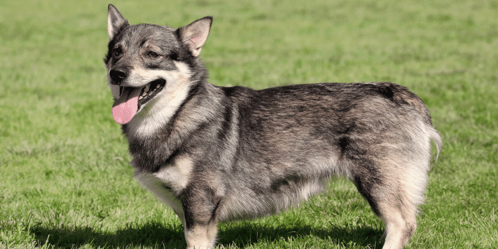 Ein Swedish-Vallhund