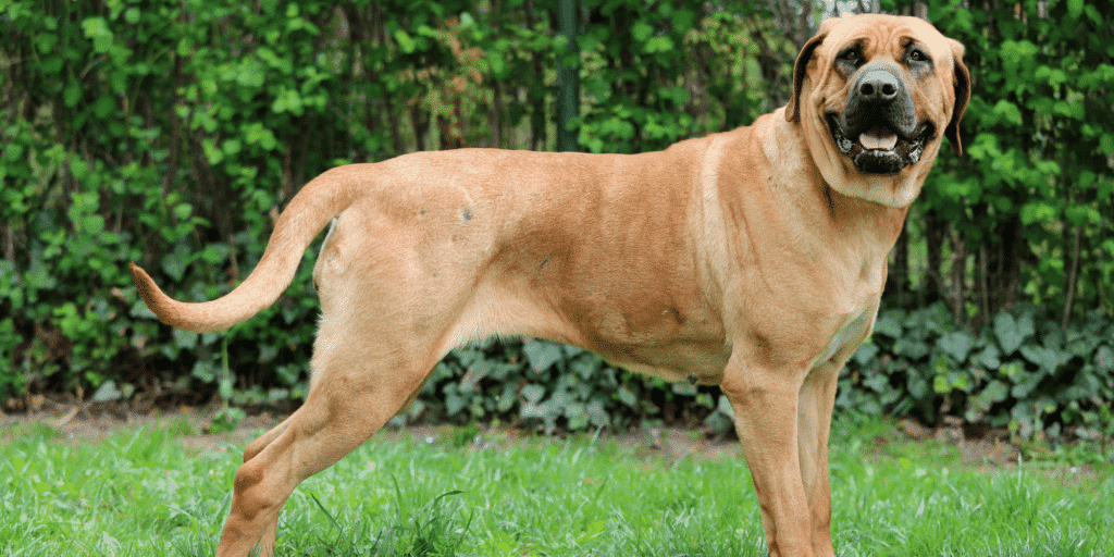 Ein Tosa Inu auf einer Wiese