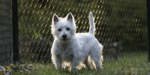 Ein West Highland White Terrier