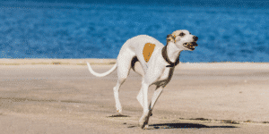 Ein Whippet am Strand