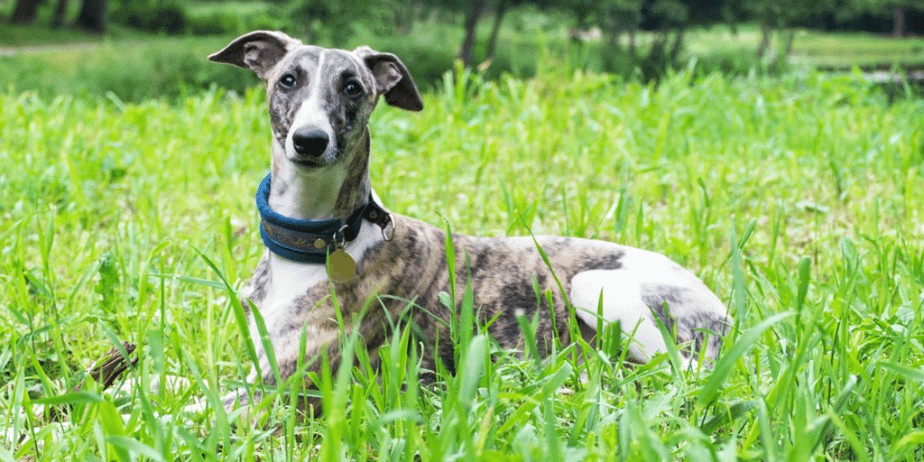 Ein Whippet im Gras