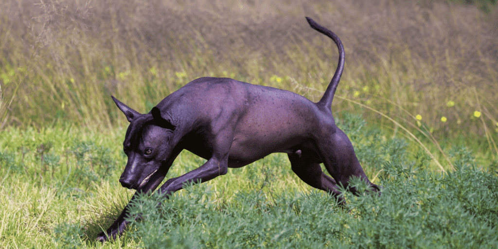 Ein Xoloitzcuintle