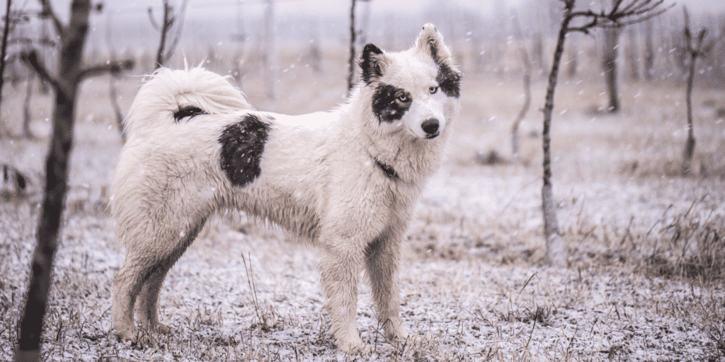 Ein Yakutian Laika im Schnee