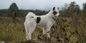 Ein Yakutian Laika