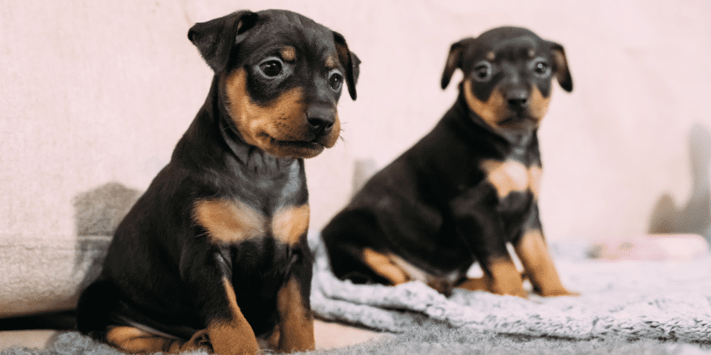 Zwei Zwergpinscher Welpen