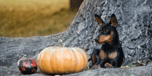 Ein Zwergpinscher