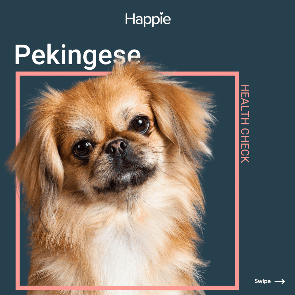 Pekingese Header Rassenporträt Rasse