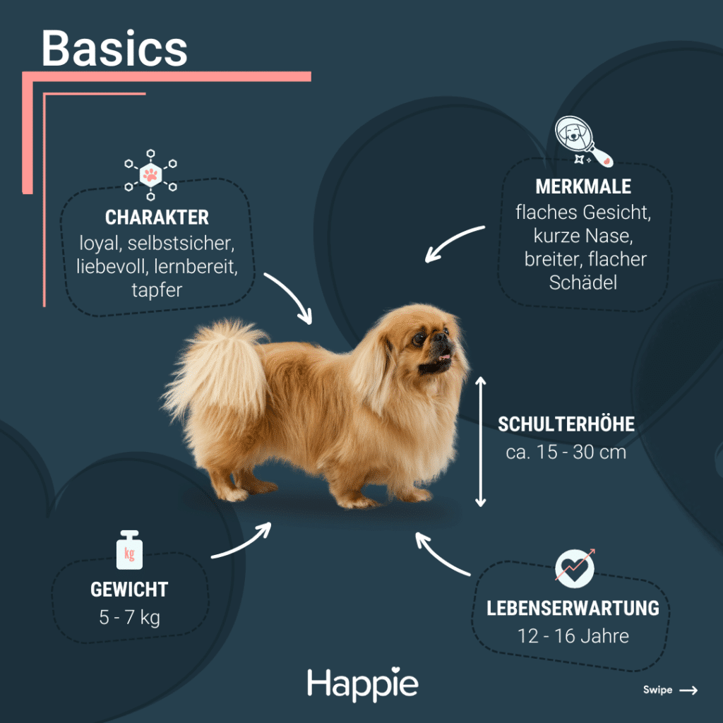 Pekingese Basics Rassenporträt Aussehen Charakter gewicht lebenserwartung größe