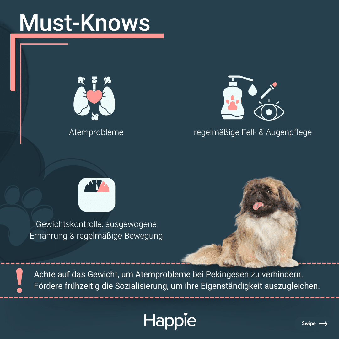 Pekingese MustKows Rassenporträt Gesundheit Pflege