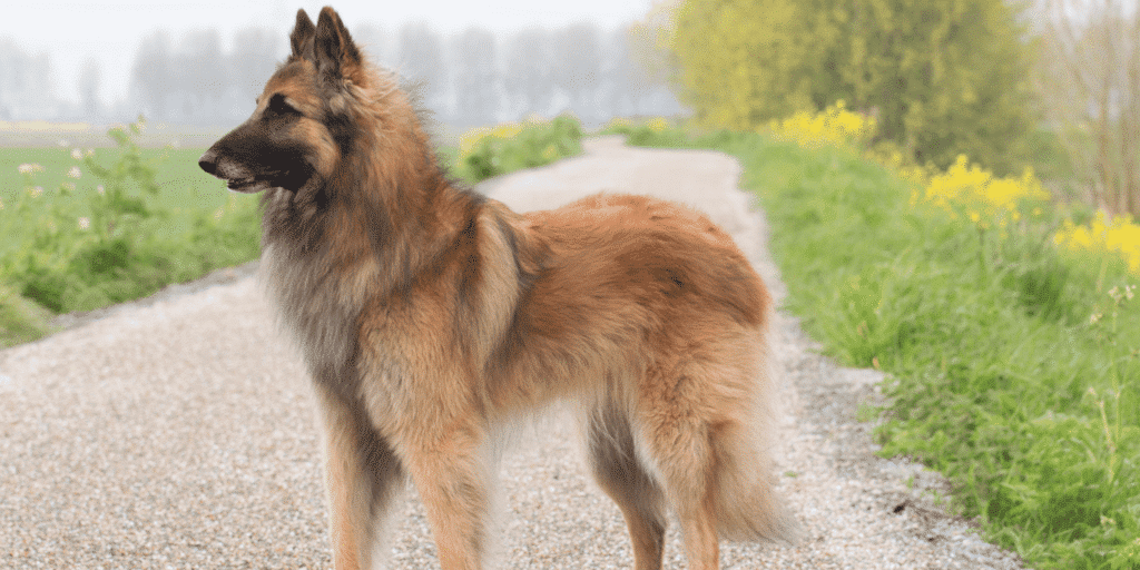 Ein Belgischer Schäferhund