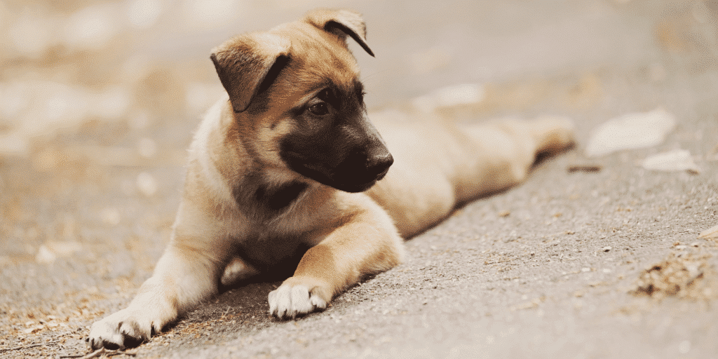 Ein junger Belgischer Schäferhund