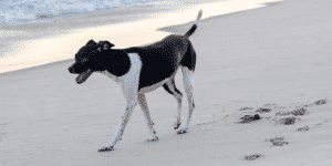 Ein Brasilianischer Laufhund am Strand