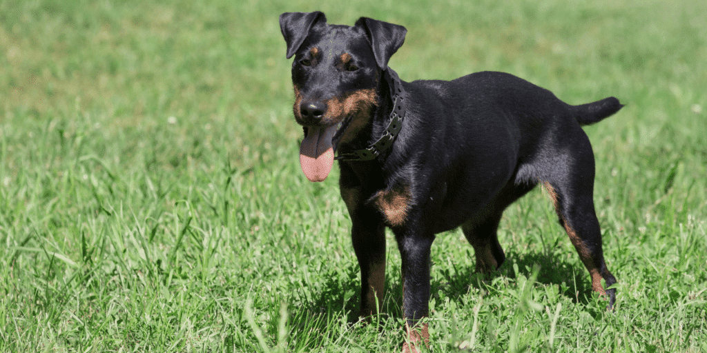 Ein Deutscher Jagdterrier