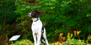 Ein Drentscher Hühnerhund im Wald