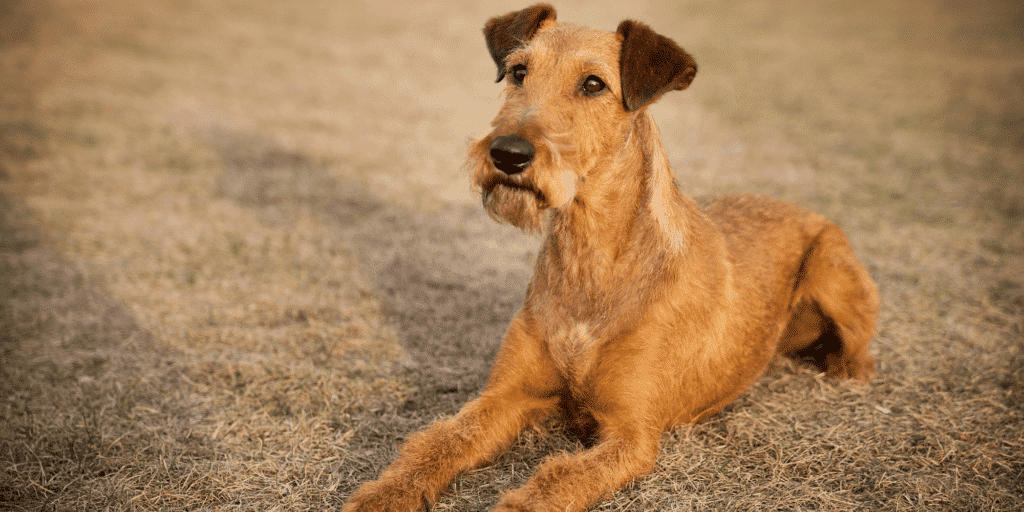 Ein Irish Terrier