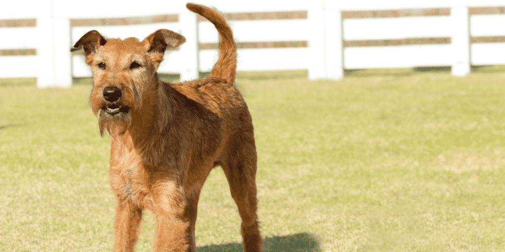 Ein Irish Terrier