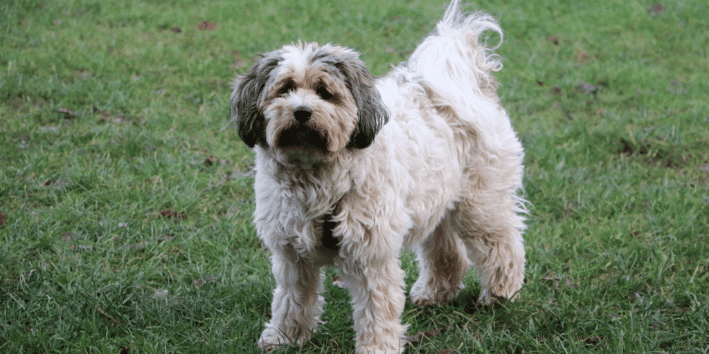 Ein Tibet Terrier auf einer Wiese