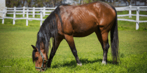 Braunes Pferd mit langer Mähne grast auf grüner Wiese