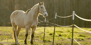 Pferd, Falbe, im Winterfell mit Knotenhalfter auf der Weide.