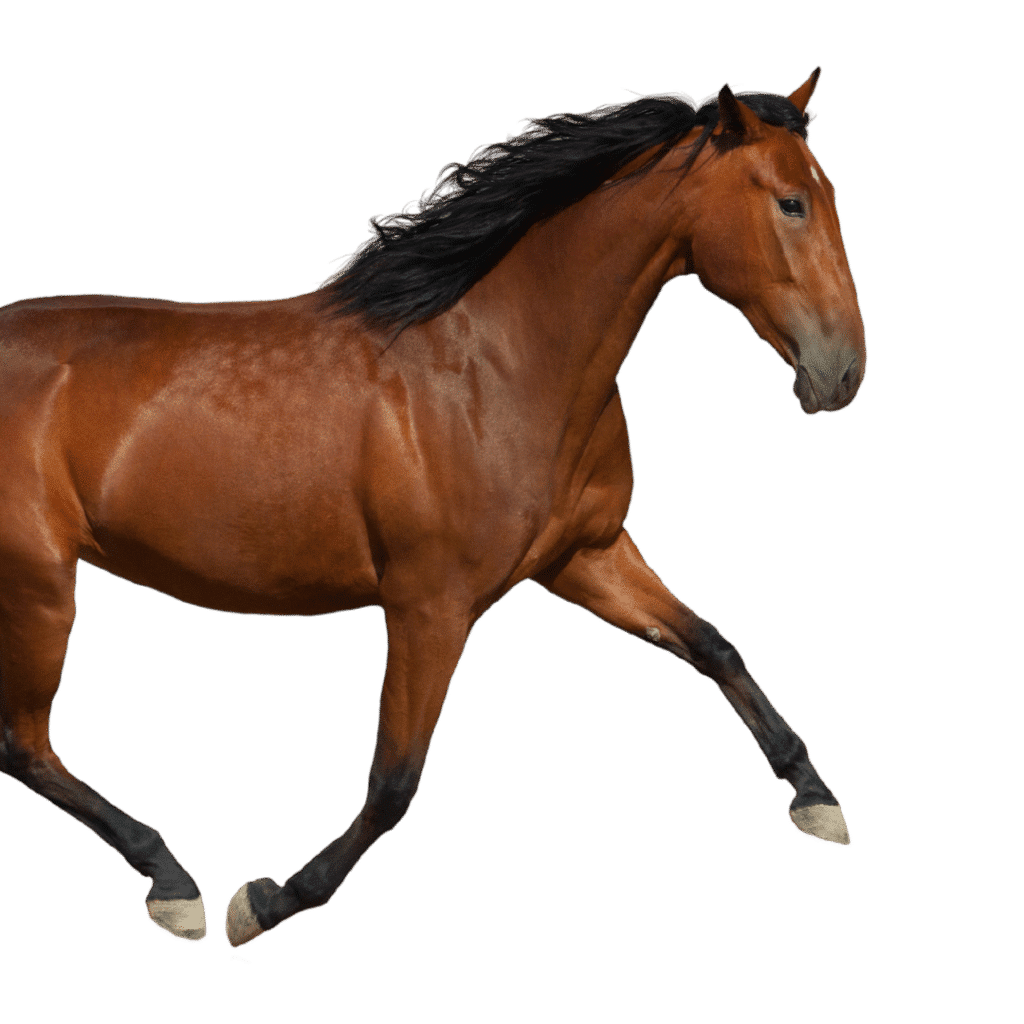 equine horse diseases colic asthma virus influenza