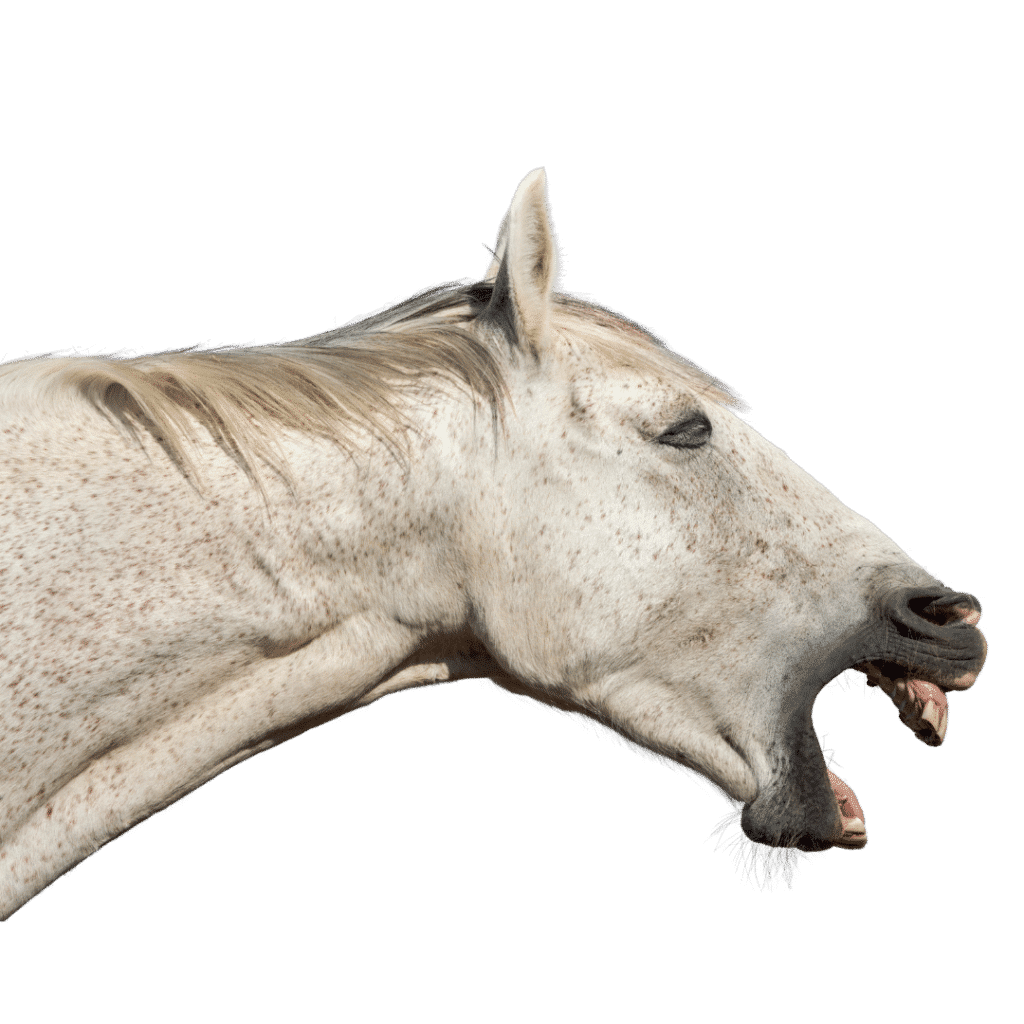 equin gum teeth disease list