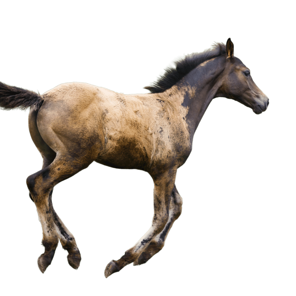 horse foal disease list injury