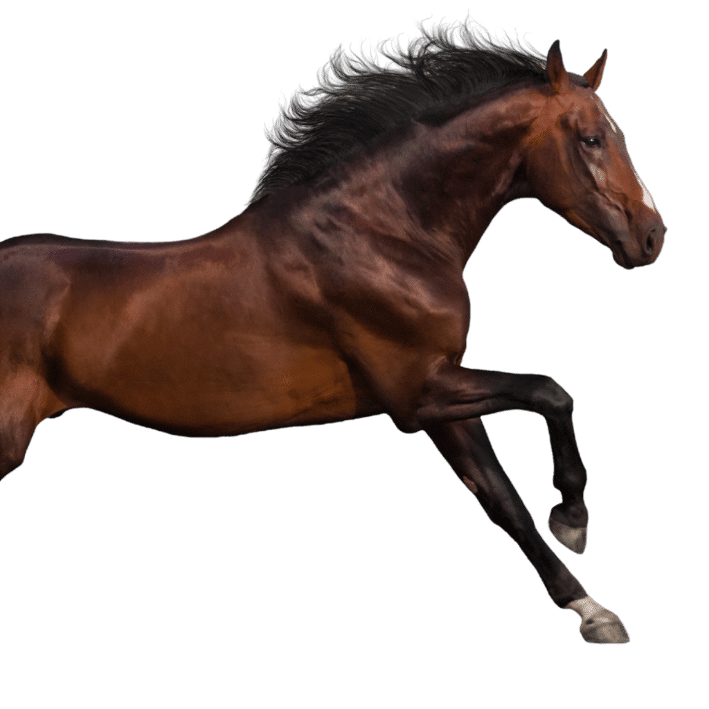 equine horse diseases colic asthma virus influenza