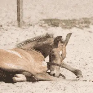 angular limb deformity horse foal pony poor condition