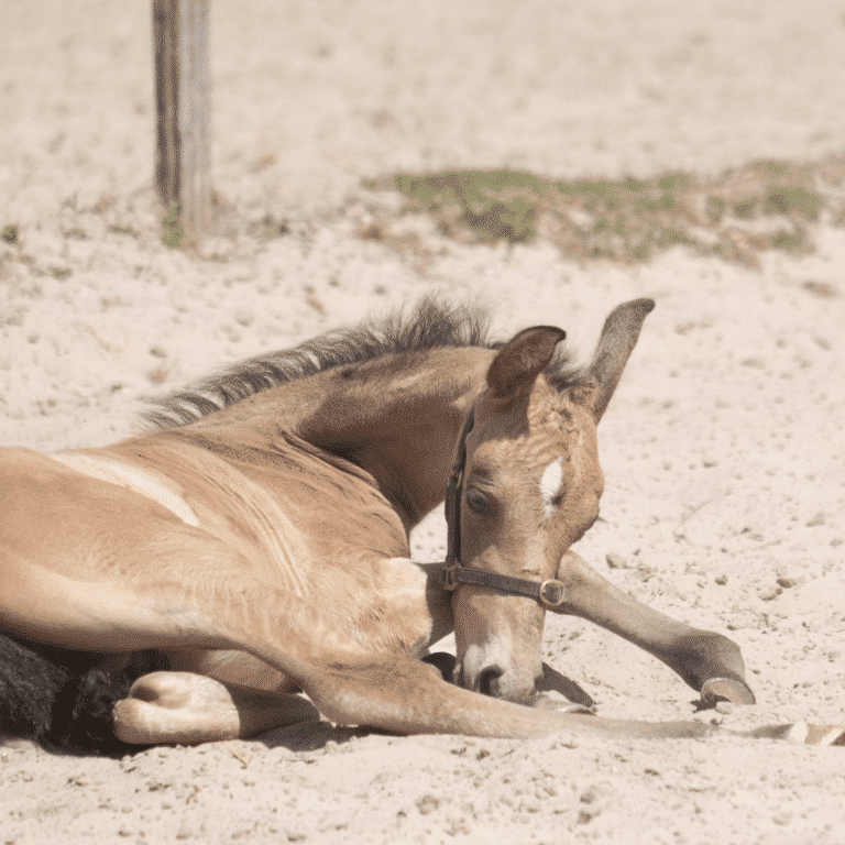 angular limb deformity horse foal pony poor condition