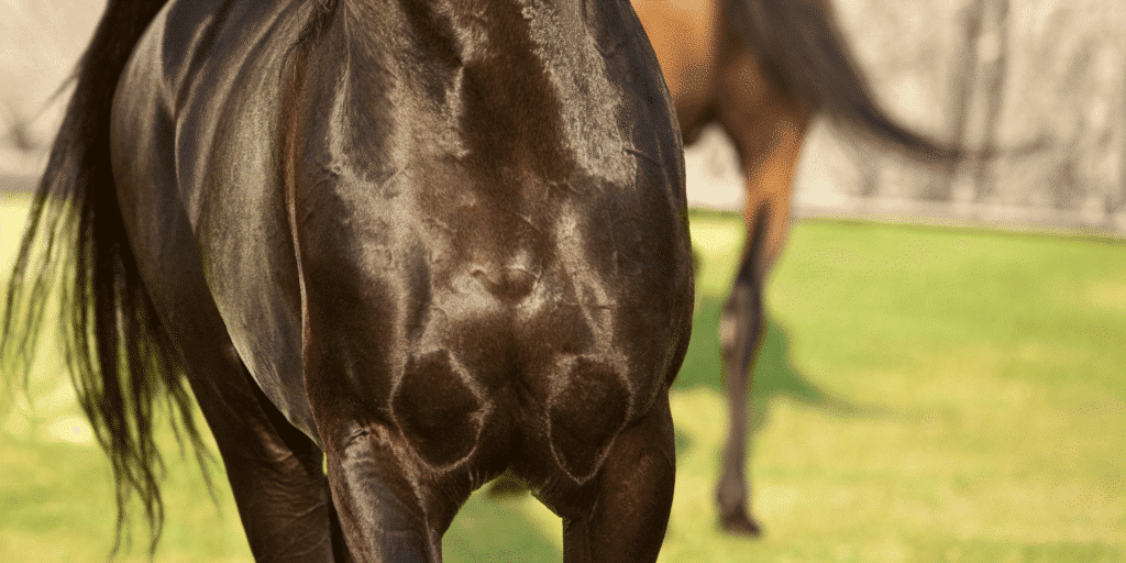 Aortic root disease in horses refers to structural abnormalities or conditions affecting the aortic root, potentially leading to cardiovascular complications