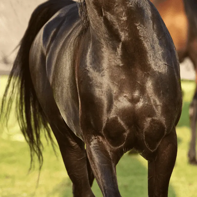 Aortic root disease in horses refers to structural abnormalities or conditions affecting the aortic root, potentially leading to cardiovascular complications