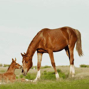 sexually transmitted in horses mare disease sick