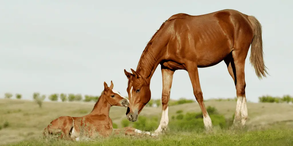 Kontagiöse Equine Metritis Titelbild