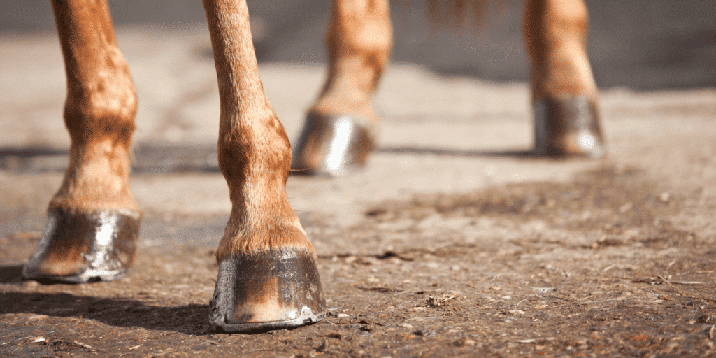 horse tendon ligament disease dsld thoroughbred standardbred foreleg hindleg
