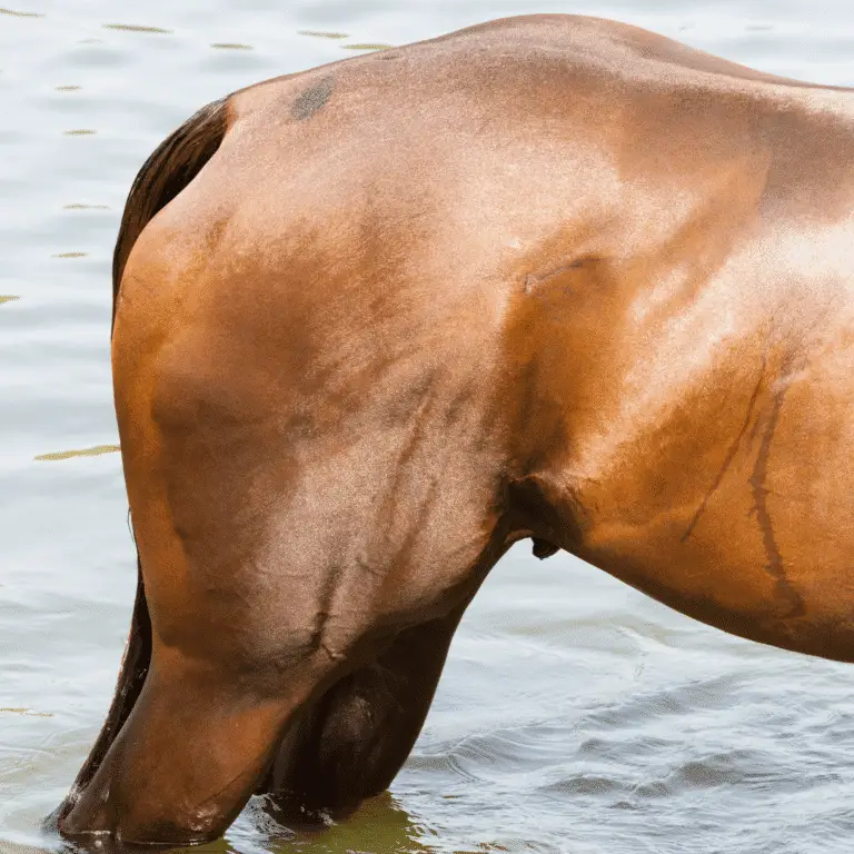 Equine exertional rhabdomyolysis, commonly known as "Tying-Up," is a syndrome characterized by painful muscle stiffness, cramping, and swelling in horses, often occurring after intense exercise due to metabolic or genetic factors.