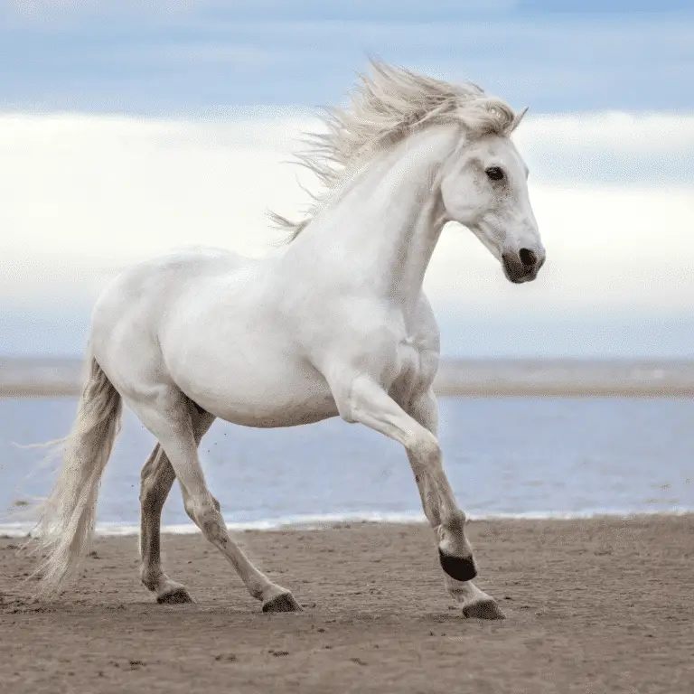 Equine lymphoma is a cancerous condition affecting horses' lymphatic system, often presenting as enlarged lymph nodes and varied clinical signs.