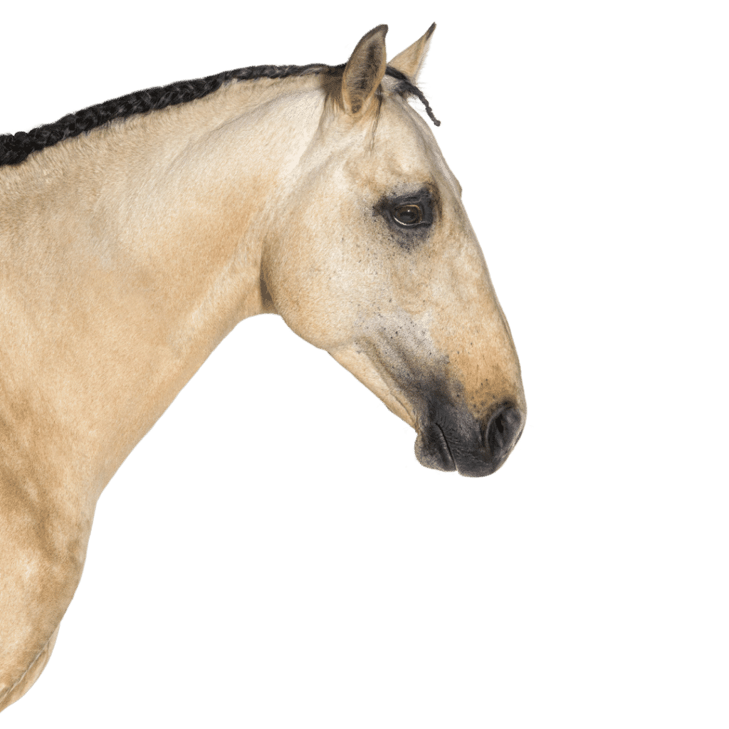 equine immune symptom disease list