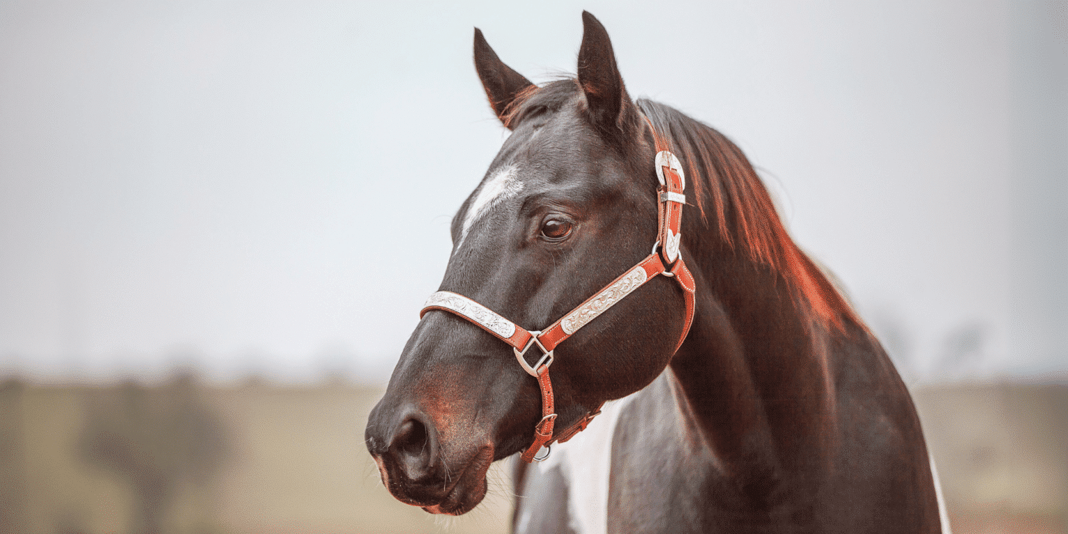 Lethal White Overo Syndrome (LWO)