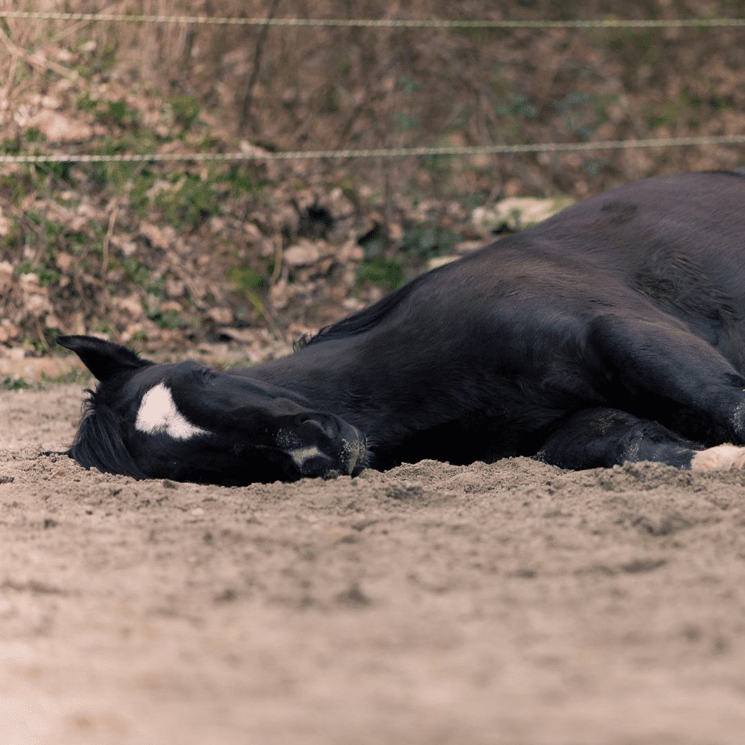 Equine Colic - Happie Animals