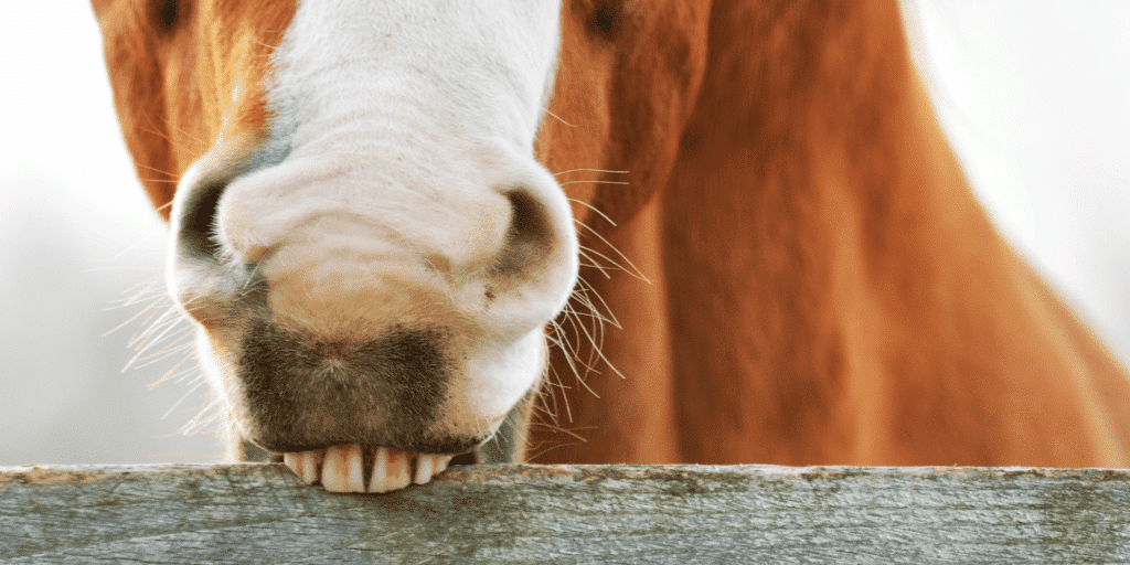 Cribbing is a stereotypic behavior observed in horses, characterized by repetitive biting or grasping of objects, often leading to the displacement of air into the upper esophagus, typically associated with stress, boredom, or gastrointestinal discomfort