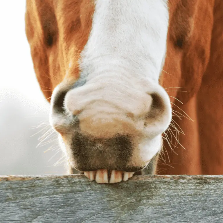 Cribbing is a stereotypic behavior observed in horses, characterized by repetitive biting or grasping of objects, often leading to the displacement of air into the upper esophagus, typically associated with stress, boredom, or gastrointestinal discomfort