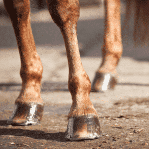 Degenerative Suspensory Ligament Desmitis (DSLD) is a progressive and debilitating condition in horses characterized by the gradual degeneration and weakening of the suspensory ligament, leading to lameness and structural instability