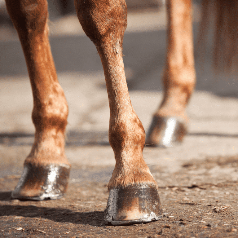 Degenerative Suspensory Ligament Desmitis (DSLD) is a progressive and debilitating condition in horses characterized by the gradual degeneration and weakening of the suspensory ligament, leading to lameness and structural instability