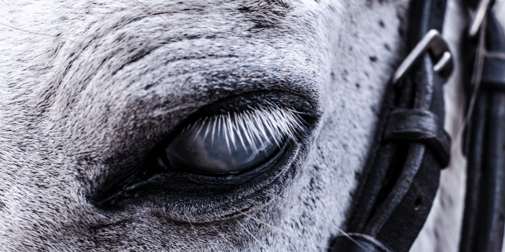 Equine Recurrent Uveitis, commonly known as Moon Blindness, is a painful inflammatory eye condition in horses, characterized by recurrent episodes of inflammation within the uveal tract, potentially leading to vision loss if left untreated.