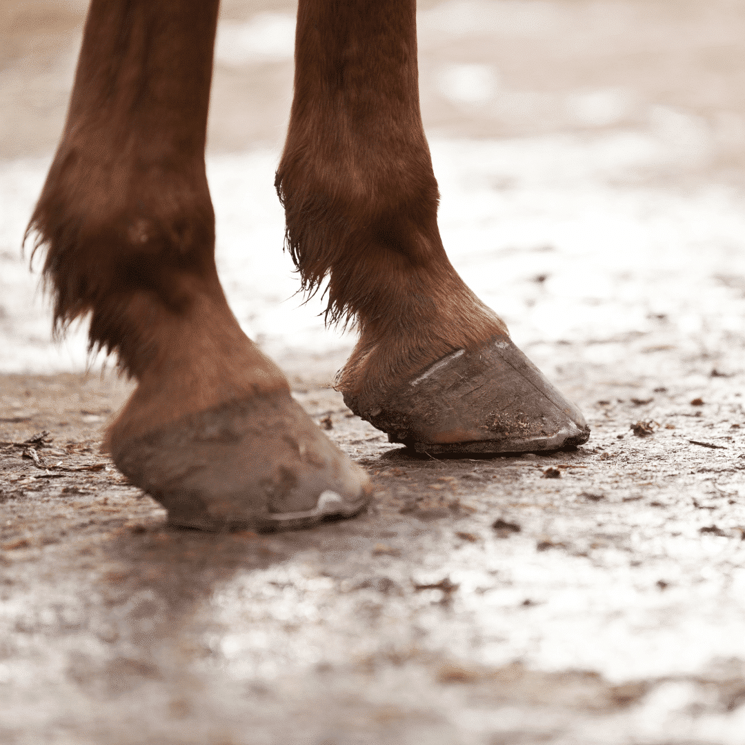 Equine Keratoma (Hoof Tumor) Happie Animals