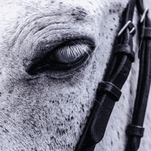 Equine Recurrent Uveitis, commonly known as Moon Blindness, is a painful inflammatory eye condition in horses, characterized by recurrent episodes of inflammation within the uveal tract, potentially leading to vision loss if left untreated.