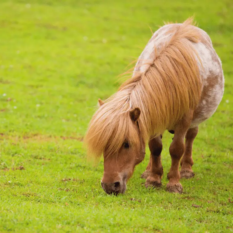 Equine Metabolic Syndrome (EMS) is a multifactorial disorder in horses characterized by obesity, insulin dysregulation, and predisposition to laminitis, requiring careful management of diet and exercise to mitigate associated health risks.