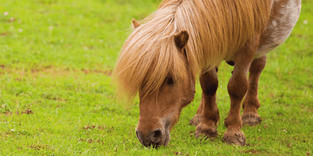 Equine Metabolic Syndrome (EMS) is a multifactorial disorder in horses characterized by obesity, insulin dysregulation, and predisposition to laminitis, requiring careful management of diet and exercise to mitigate associated health risks.