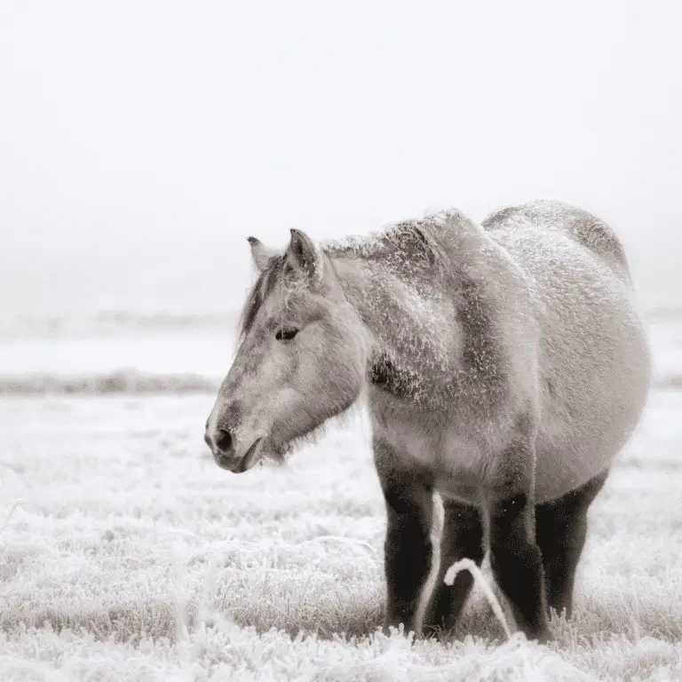 Frostbite in horses is a condition resulting from prolonged exposure to extreme cold, causing tissue damage and potential necrosis, particularly in the extremities