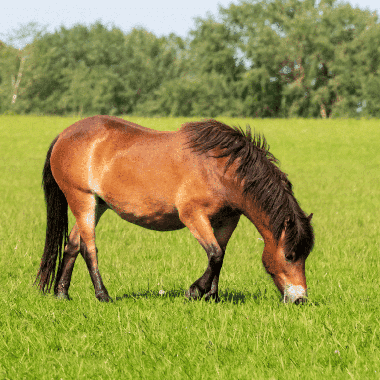 Equine Dysautonomia is a severe and often fatal gastrointestinal disorder affecting horses, typically associated with grazing on pasture, with symptoms including colic, weight loss, and autonomic nervous system dysfunction.